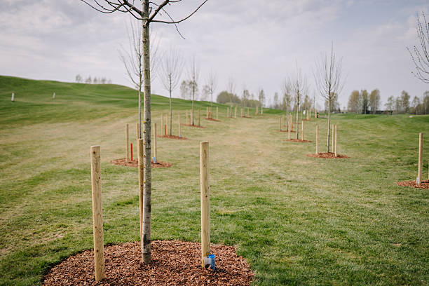 istock Newly planted trees supported by wooden stakes line a grassy hill under a bright sky, forming a neat and organized landscape. 2211017500
