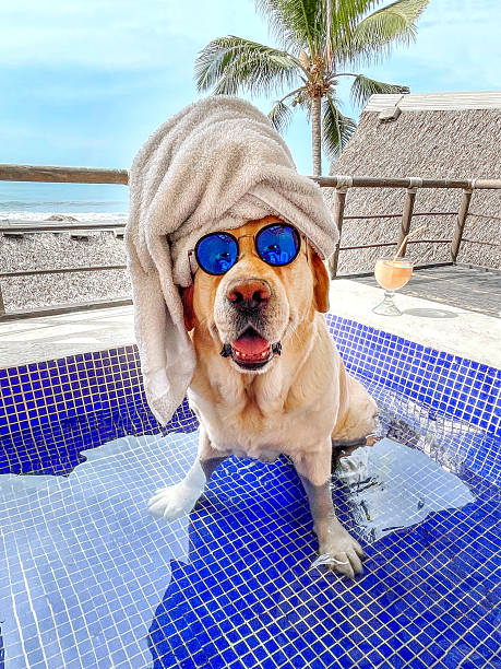 Funny Labrador retriever relaxing in a pool, wearing sunglasses and a towel on its head. Vacation vibes with ocean view and tropical palm background.