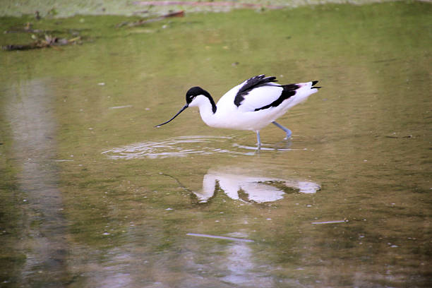A view of an Avocet at Slimbridge Nature Reserve