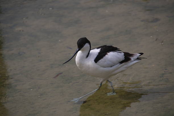 istock A view of an Avocet 2211019222