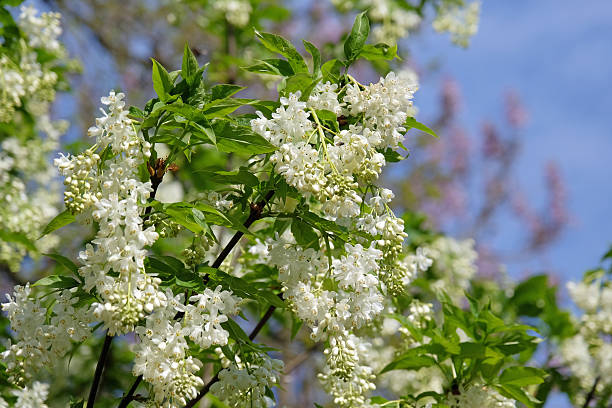 White Staphylea colchica, ivory flowered bladdernut, in bloom