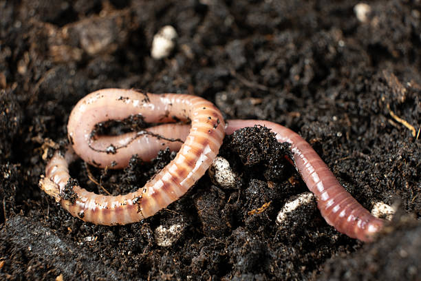 istock Striped Eisenia fetida Worm Crawling on Moist Soil 2211022880