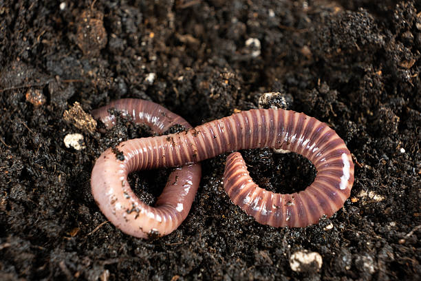 earthworm on a background of boards.