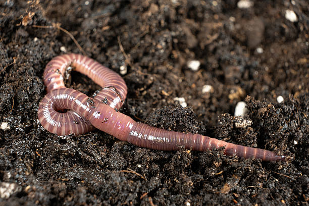 istock Big beautiful earthworm in the black soil, close-up. 2211022883
