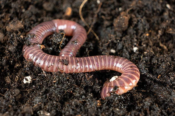istock Close-Up of Red and Pink Banded Compost Worm 2211022884