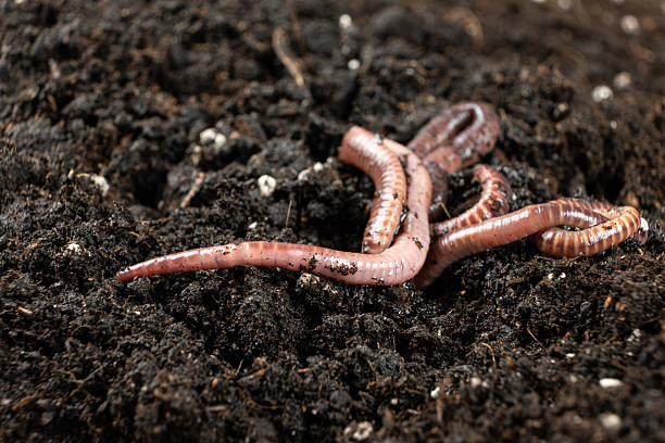 istock Macro Scene of Active Earthworms in Garden Soil 2211022904