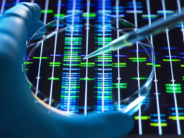 istock Scientist using a pipette to study a petri dish with DNA sequencing in a lab setting. 2211024772