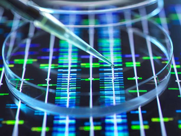istock Pipette dropping into a petri dish, with a DNA sequence in the background, representing genetic research. 2211024833