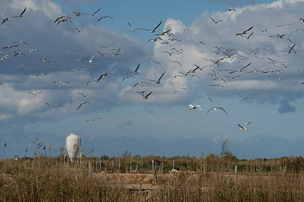 istock Marine Birds above a Fish Farm 2211024867