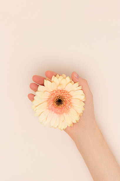 istock Female hand hold gerbera flower on a beige background. 2211025155