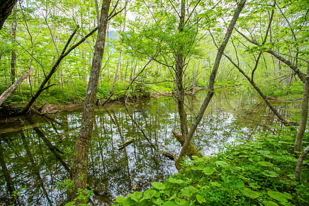 Fresh greenery in Kamikochi, Nagano Prefecture