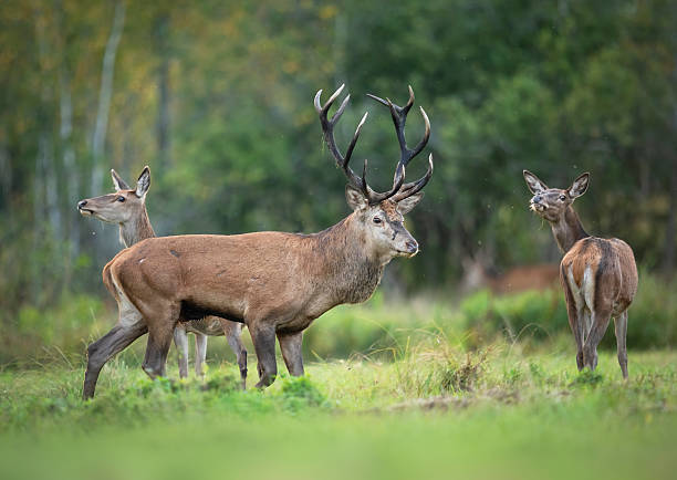 istock European deer male buck ( Cervus elaphus ) during rut 2211027788