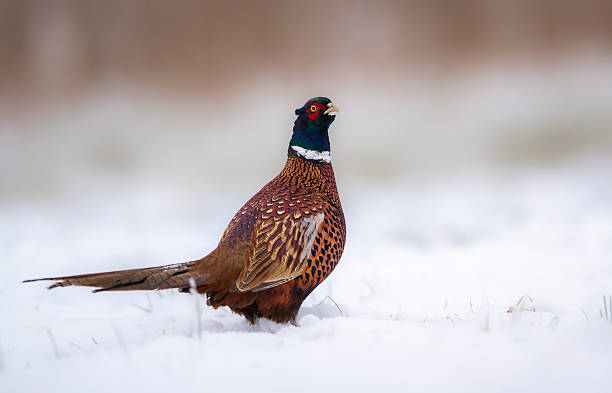 istock Ringneck Pheasant (Phasianus colchicus) male close up 2211027834