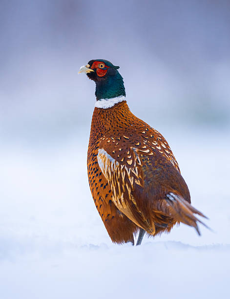 istock Ringneck Pheasant (Phasianus colchicus) male close up 2211028456