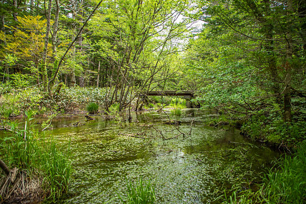 istock Fresh greenery in Kamikochi, Nagano Prefecture 2211028771