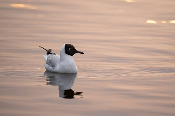 istock Black headed gull in summer plumage at sunset 2211029070