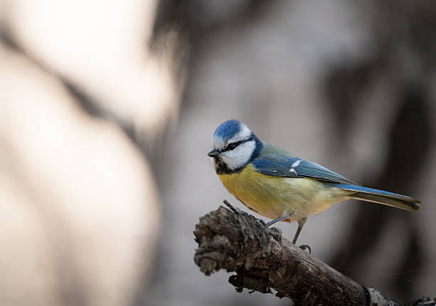 istock Eurasian blue tit perched on a branch in a Swedish winter 2211029122