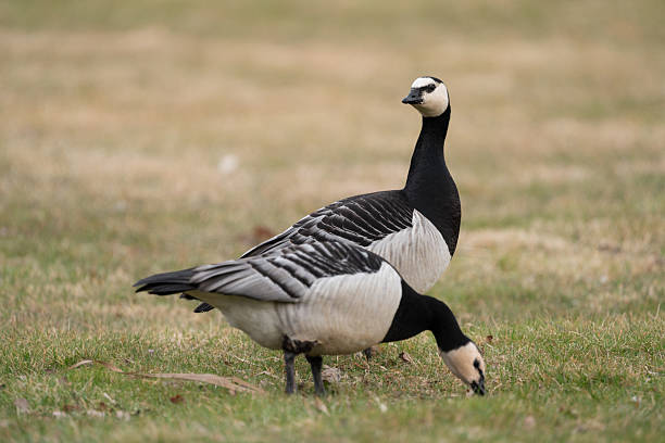 Two nun's geese on the way to the sleeping place
