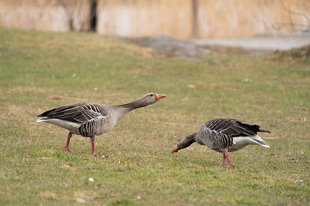 istock Greylag goose pair in a defensive pose 2211029405