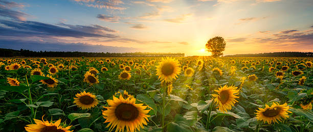 istock Beautiful sunset over sunflower field 2211030598