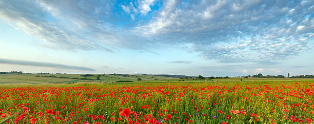 istock Beautiful summer day over poppy field 2211030618