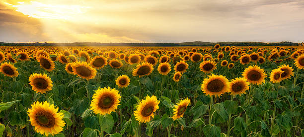 istock Beautiful sunset over sunflower field 2211030713