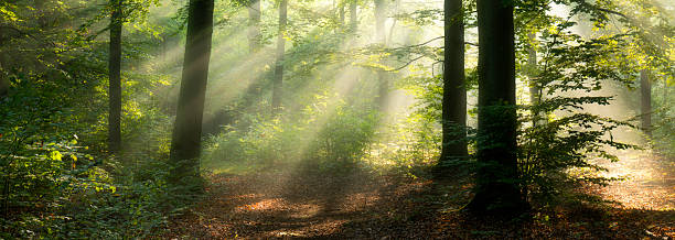 istock Beautiful sunny morning in the forest 2211030716