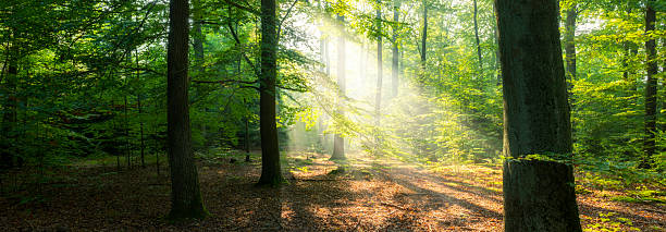 istock Beautiful sunny morning in the forest 2211030746