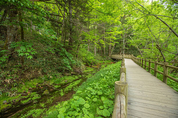 istock Fresh greenery in Kamikochi, Nagano Prefecture 2211030844