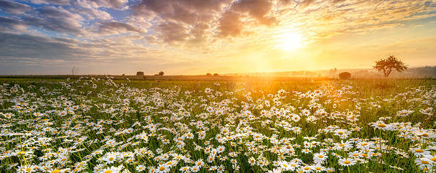 istock Beautiful summer sunrise over daisy field 2211030916