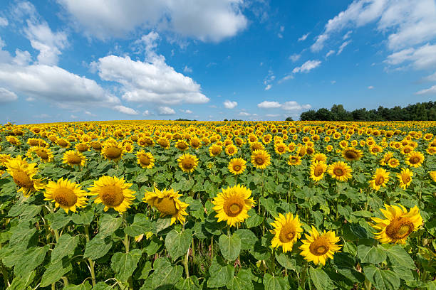 istock Beautiful summer day over sunflowers field 2211031133