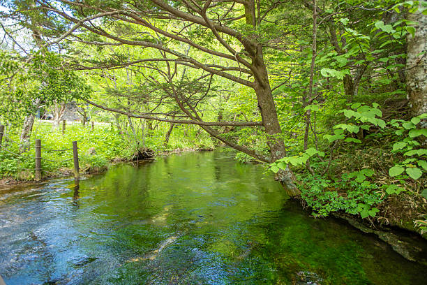 istock Fresh greenery in Kamikochi, Nagano Prefecture 2211032025
