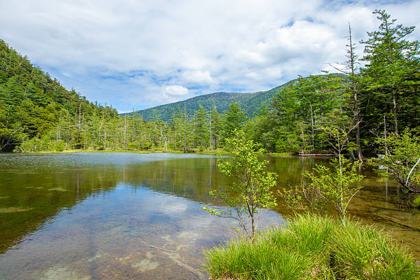istock Fresh greenery in Kamikochi, Nagano Prefecture 2211033173