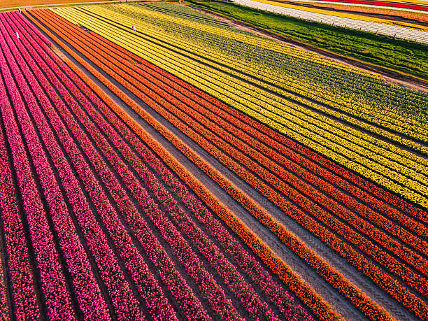 istock Aerial view of tulip fields 2211033272