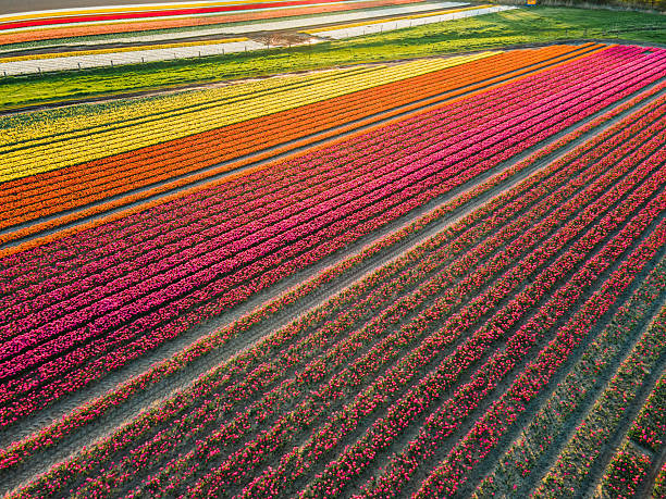 istock Aerial view of tulip fields 2211033347