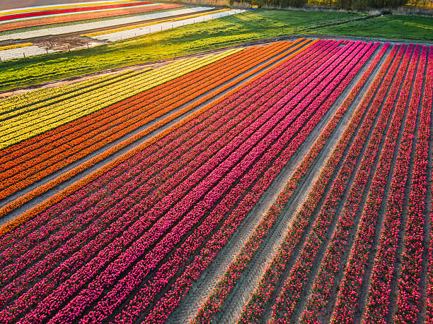 istock Aerial view of tulip fields 2211033348
