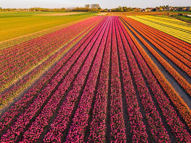istock Aerial view of tulip fields 2211033452
