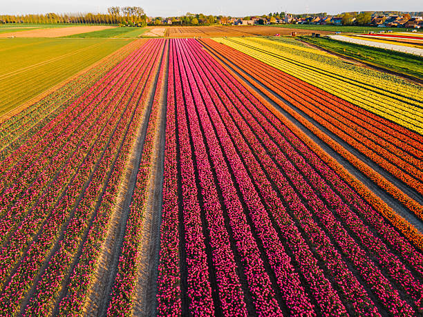 Aerial view of tulip fields
