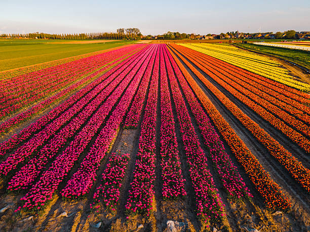 istock Aerial view of tulip fields 2211033548