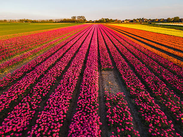 istock Aerial view of tulip fields 2211033550