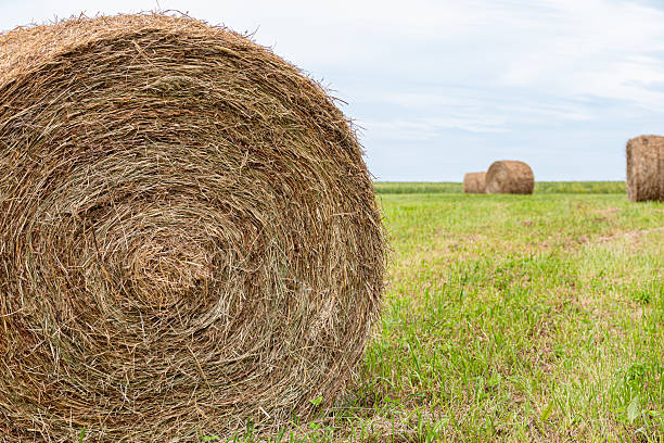istock Large round hay bale in field after baling. 2211033665