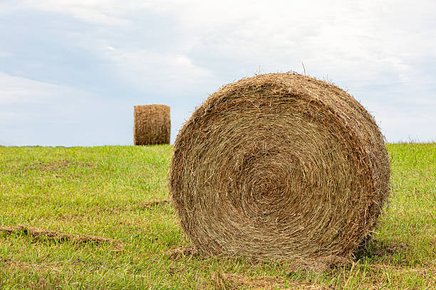 istock Large round hay bale in field after baling. 2211033666