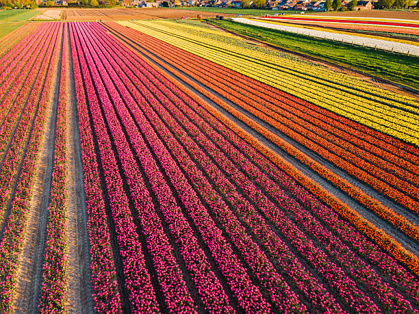istock Aerial view of tulip fields 2211033678