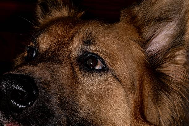 Extreme Close-Up Of German Shepherd's Face.