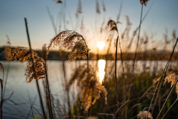 istock Golden Sunset and Grass Blades Reflected in a Tranquil Watersurface 2211033757