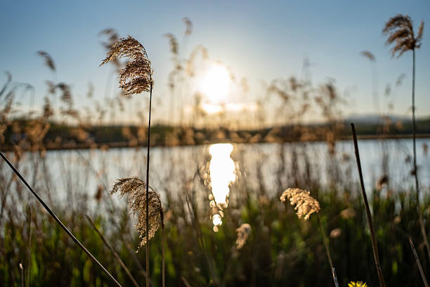 Reeds gently sway against a vibrant sunset backdrop, with serene lake reflections. The warm sunlight creates a tranquil and peaceful ambiance characteristic of serene natural landscapes.
