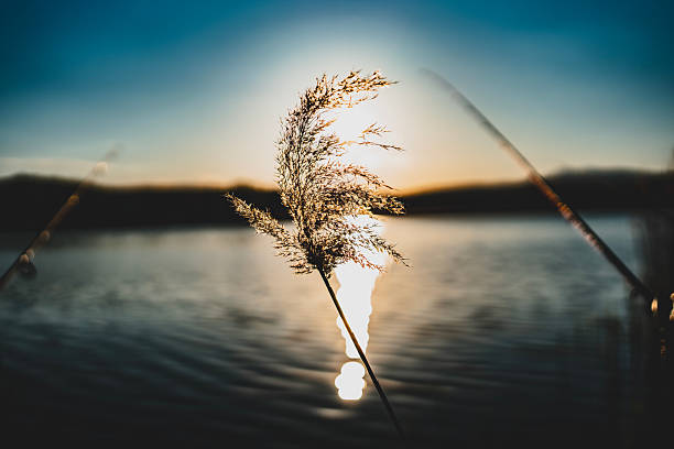 Golden light from the setting sun reflects on tranquil water, silhouetting a reed stalk gently swaying in focus, creating a peaceful and nature-inspired moment.