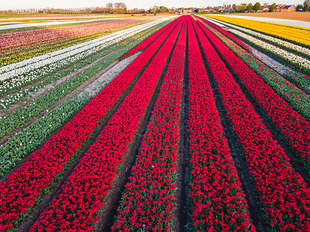 istock Aerial view of tulip fields 2211033904