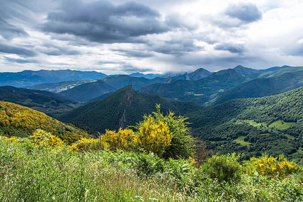 Mountain landscape covered in yellow broom in the Picos de Europa park in Spain
