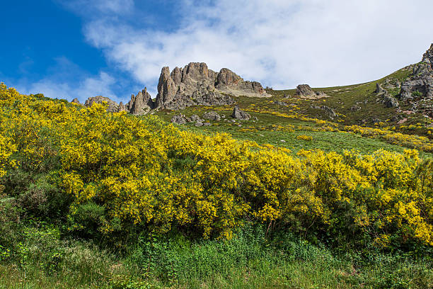 istock Mountain landscape with yellow flowers 2211034896